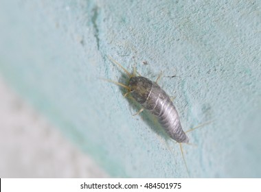 Silverfish Insect