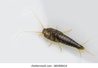 A Silverfish (Lepisma Saccharina)