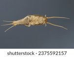 Silverfish (Lepisma saccharina), adult. Isolated on a gray background. Visible underside of the body.