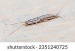 A Silverfish (Lepisma saccharinum) on floor, Insect running on floor.