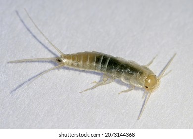 Silverfish In Macro Photo. Common Home Insect, Lepisma Saccharinum