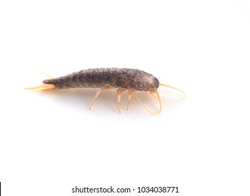 Silverfish On A White Background