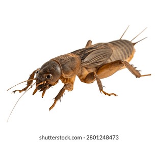 Silverfish Primitive Wingless Insect Macro Isolated On White Background.