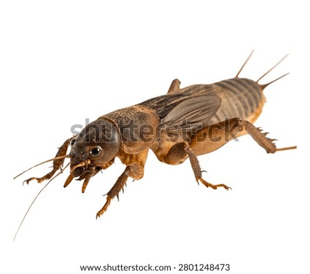 Silverfish Primitive Wingless Insect Macro Isolated On White Background.