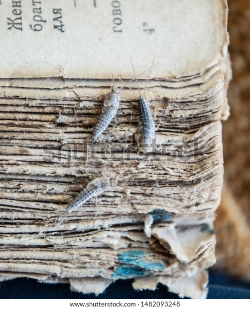 Silverfish\
three pieces on the torn cover of an old book. Insect feeding on\
paper - silverfish. Pest books and\
newspapers.