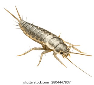 Silverfish Wingless Insect Macro Isolated on White Background