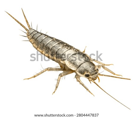 Silverfish Wingless Insect Macro Isolated on White Background