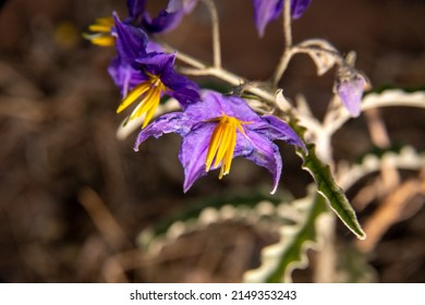 Silverleaf Nightshade Desert Flora Purple Flower with Yellow Center Pollen Spring