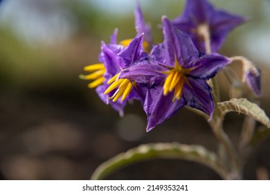 Silverleaf Nightshade Purple Flower with Yellow Center