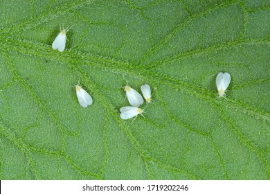 Silverleaf whitefly, Bemisia tabaci (Hemiptera: Aleyrodidae) is an important agricultural pest. Insects on the bottom of tomato leaf. - Shutterstock ID 1719202246