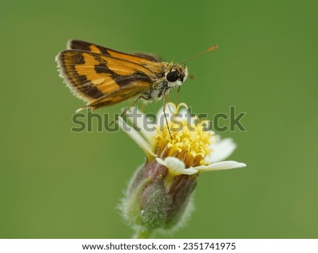 Silver-spotted skipper (Hesperia comma) butterfly on ehite flower