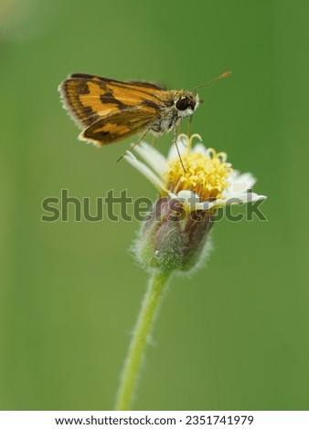 Silver-spotted skipper (Hesperia comma) butterfly on ehite flower