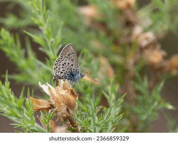 Silver-studded Blue Butterfly without Silver spots - Shutterstock ID 2366859329