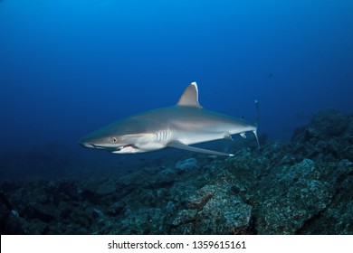 Silvertip Shark, Carcharhinus Albimarginatus