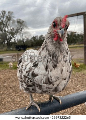 Silverudd Blue pullet looking at the camera