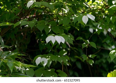 Silvervine (Matatabi) Japanese Catnip