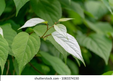 Silvervine (Matatabi) Japanese Catnip. Leaves The Cat Likes