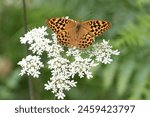 Silver-washed Fritillary (Argynnis paphia) female