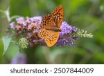 Silver-washed fritillary (Argynnis paphia) on a purple buddleia in the garden