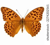 Silver-washed fritillary butterfly (Argynnis paphia) on white background