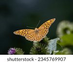 Silver-washed fritillary Butterfly Argynnis paphia 