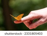 Silver-washed fritillary butterfly sitting on a hand