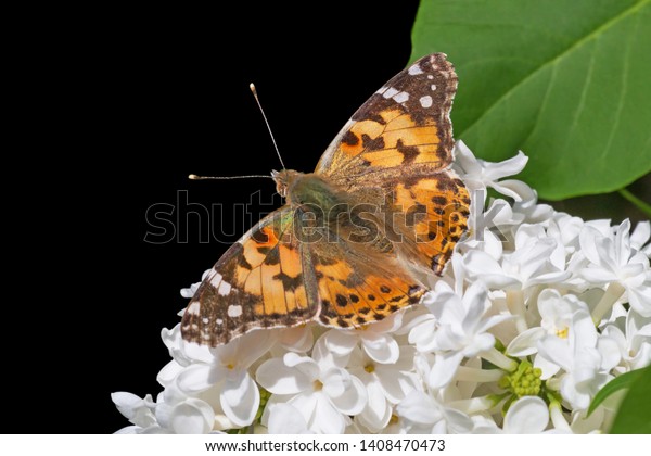 Silverwashed Fritillary Butterfly Sitting On White Stock Photo