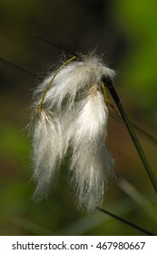 Silver-white Cottony Seed Heads Of Narrow-leaved Cotton Grass Also Called Tall Cottongrass (Eriophorum Latifolium). Cotton-like Flowers

