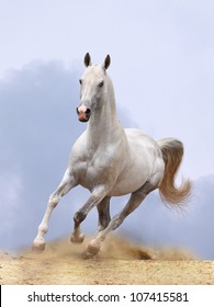 silver-white stallion running in dust