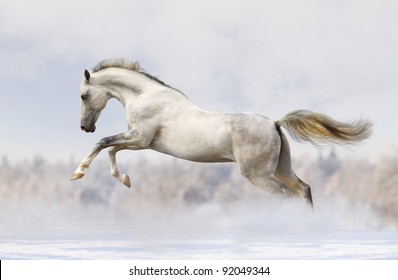 silver-white stallion in snow