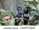 Silvery Cheeked Hornbill (Bycanistes brevis) Being Preened/Groomed by a  Pied Crow (Corvus albus)- Bird Kingdom (Niagara Falls, Canada)