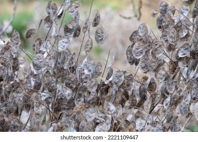Silvery dried seed pods of the Lunaria Annua plant, called Honesty or Annual Honesty. Photographed in late autumn at Wisley, Surrey UK. - Shutterstock ID 2221109447