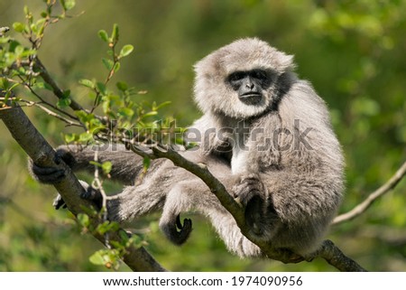 The silvery gibbon (Hylobates moloch), also known as the Javan gibbon, is a primate in the gibbon family Hylobatidae. It is endemic to the Indonesian island of Java, where it inhabits rainforests.