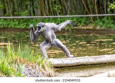 Silvery Gibbon, Hylobates Moloch. The Silvery Gibbon Ranks Among The Most Threatened Species.