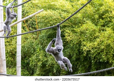 Silvery Gibbon, Hylobates Moloch. The Silvery Gibbon Ranks Among The Most Threatened Species.