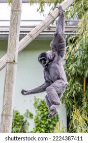 Silvery gibbon, Hylobates moloch. The silvery gibbon ranks among the most threatened species. - Shutterstock ID 2224387411