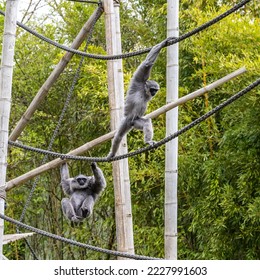 Silvery gibbon, Hylobates moloch. The silvery gibbon ranks among the most threatened species. - Shutterstock ID 2227991603