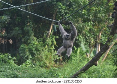 Silvery gibbon, Hylobates moloch. The silvery gibbon ranks among the most threatened species. - Shutterstock ID 2231356253