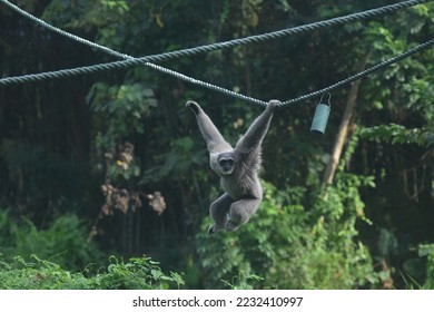 Silvery gibbon, Hylobates moloch. The silvery gibbon ranks among the most threatened species. - Shutterstock ID 2232410997