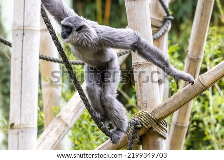 Silvery gibbon, Hylobates moloch. The silvery gibbon ranks among the most threatened species.