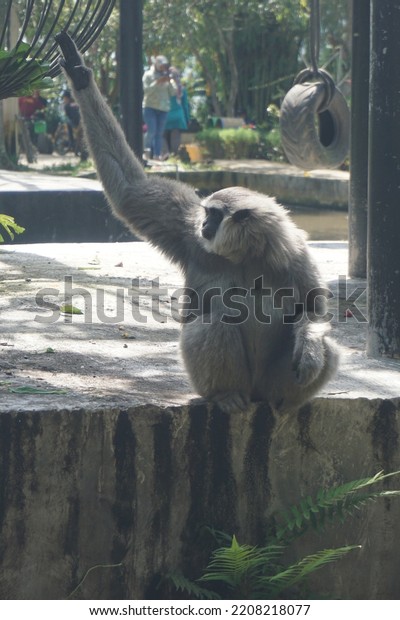 Silvery gibbon\
(Hylobates moloch) is seen sitting calmly in local animal park\
enclosure to amuse some zoo visitors. The silvery gibbon is one of\
among the most threatened\
species.