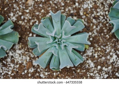 Silvery Green Rosettes Of The Echeveria Succulent Plant With Ruffles