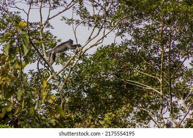 Silvery Lutung (Trachypithecus Cristatus) Near Kinabatangan River, Sabah, Malaysia