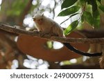 The silvery marmoset, Mico argentatus, Callithrix argentata, is a species of primate in the family of marmosets, Callitrichidae. La Lajita, Las Palmas, Spain