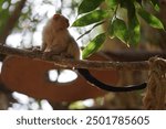 The silvery marmoset, Mico argentatus, Callithrix argentata, is a species of primate in the family of marmosets, Callitrichidae. Oasis Wildlife Fuerteventura, La Lajita, Las Palmas, Spain 