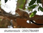 The silvery marmoset, Mico argentatus, Callithrix argentata, is a species of primate in the family of marmosets, Callitrichidae. Oasis Wildlife Fuerteventura, La Lajita, Las Palmas, Spain 