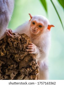 Silvery Marmoset white monkey in tropic rainforest tree