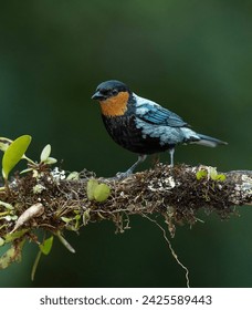 Silvery Tanager from South America 