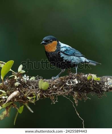 Silvery Tanager from South America 