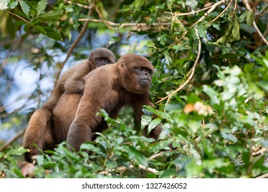 silvery woolly monkey in jungle of Ecuador - Shutterstock ID 1327426052